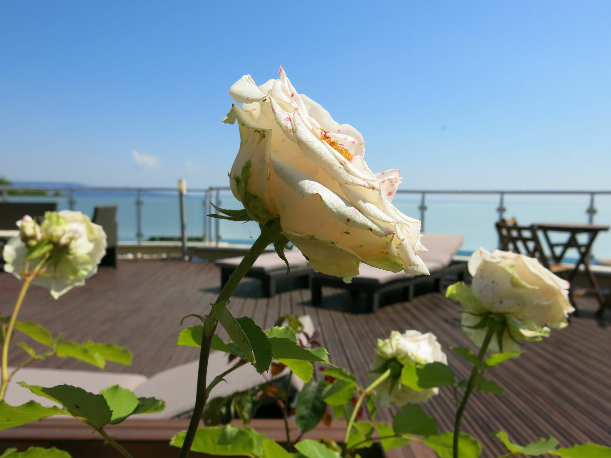 Family Hotel Albizia Beach Varna Exteriör bild